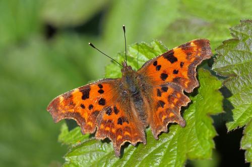 Réf. 275 412 : Polygonia c-album